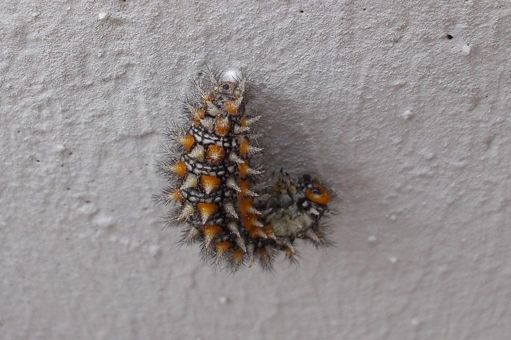 bruco che sta per impuparsi - Melitaea didyma, Nymphalidae